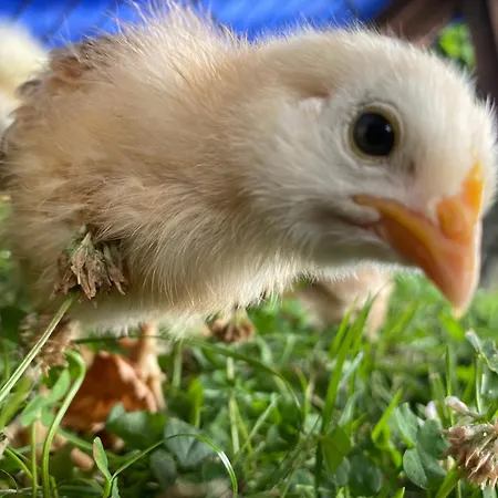 Kluvetasch Nr 2 - Strandmuschel Appartement *